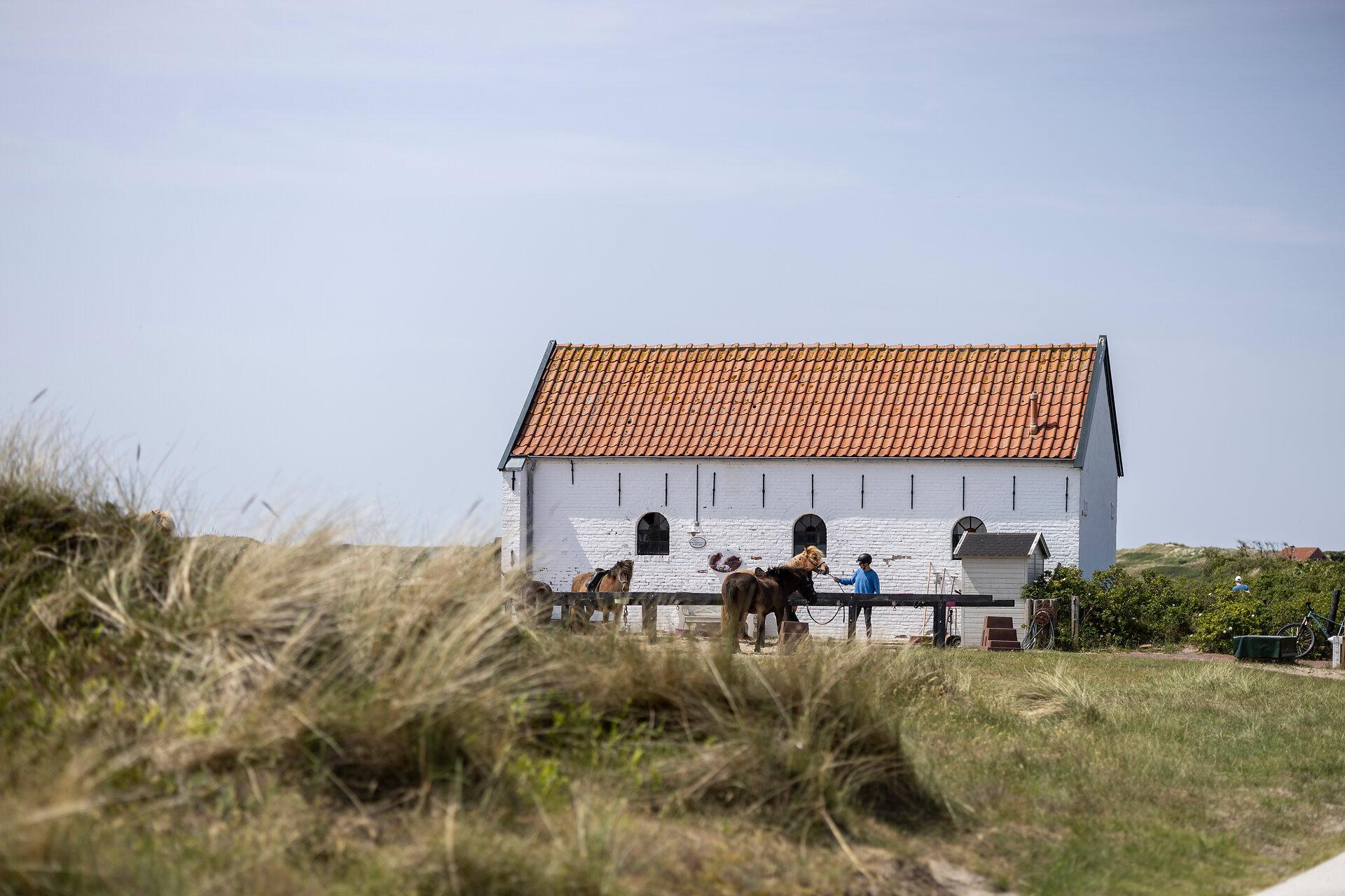 Pferde auf dem Islandhof auf Spiekeroog