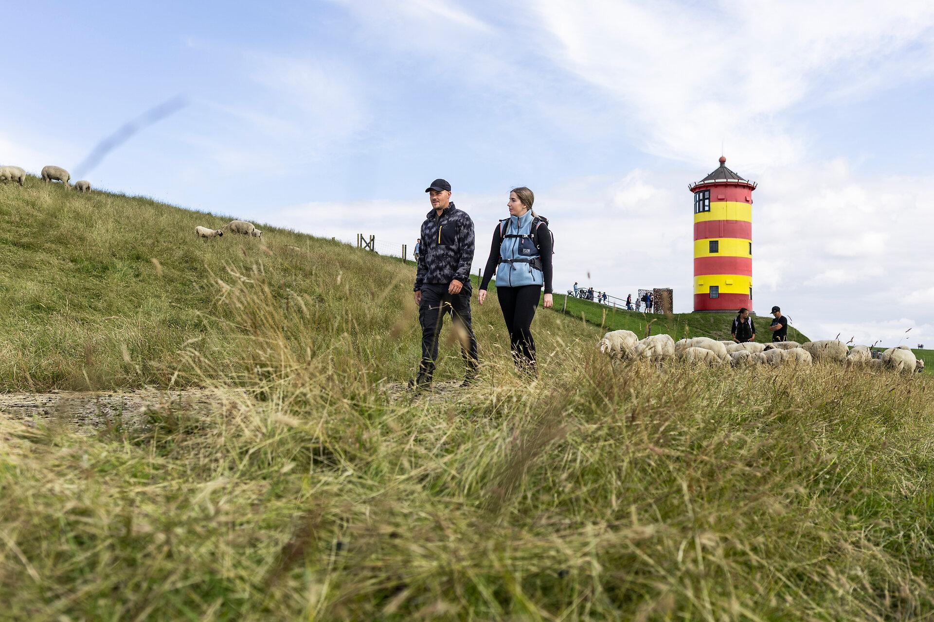 Ein Mann und eine Frau wandern am Deich mit Schafen am Pilsumer Leuchtturm in Ostfriesland