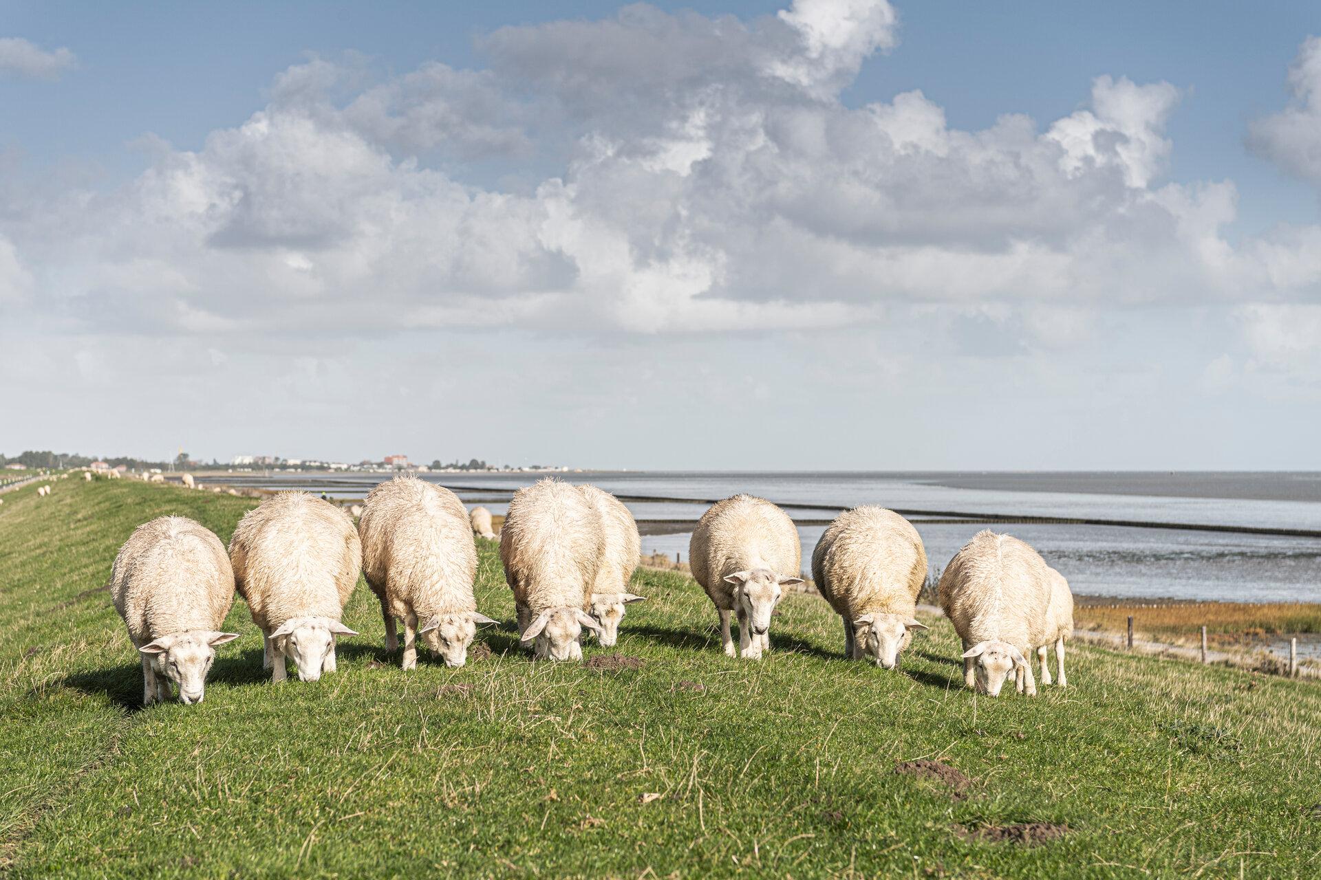 Schafe auf dem Deich von Schillig im Wangerland