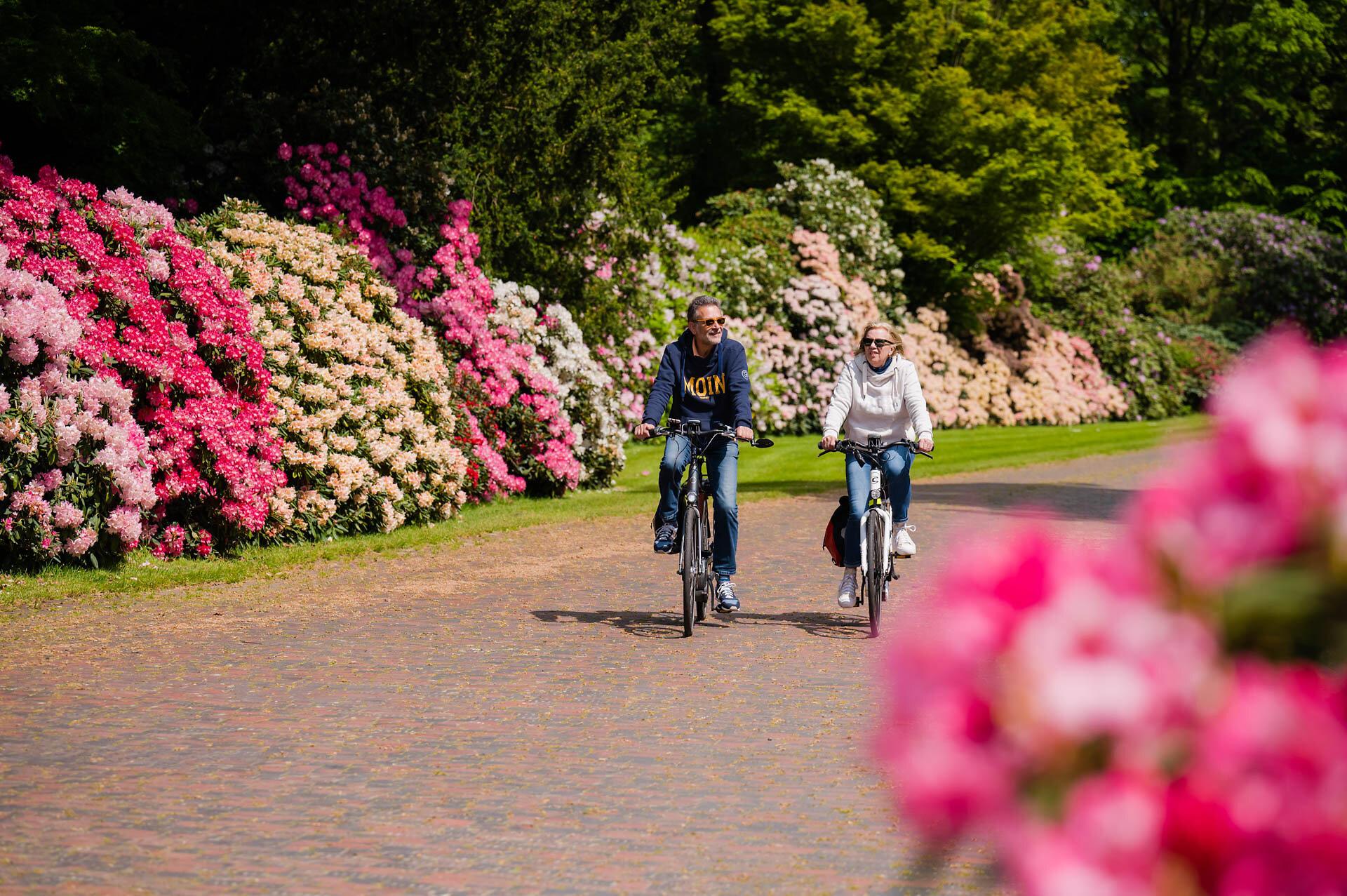 Zwei Fahrradfahrer umgeben von bunten Rhododendron im Rhododendronpark Hobbie im Ammerland