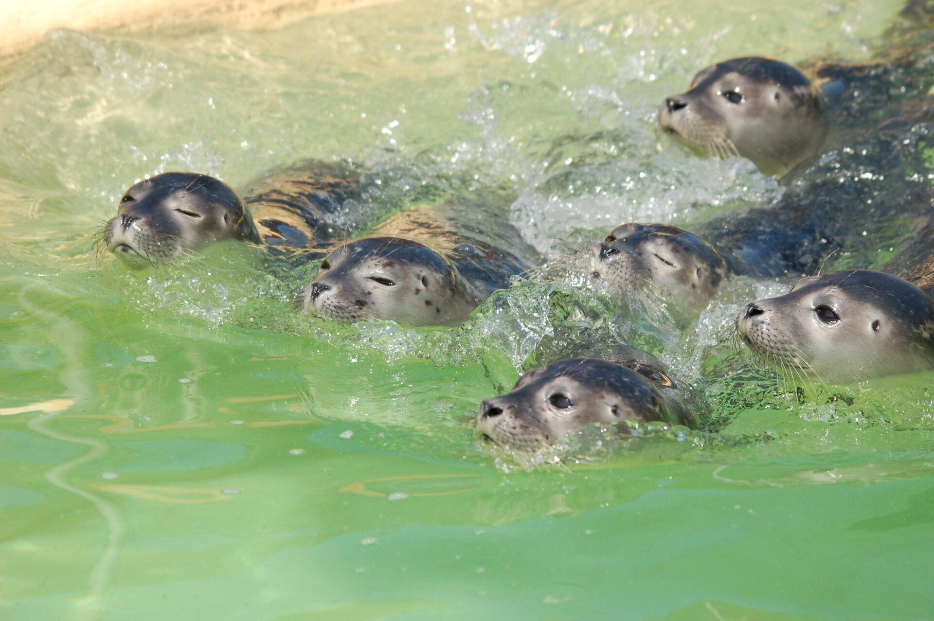 Seehunde im Wasser in der Seehundstation in Norddeich