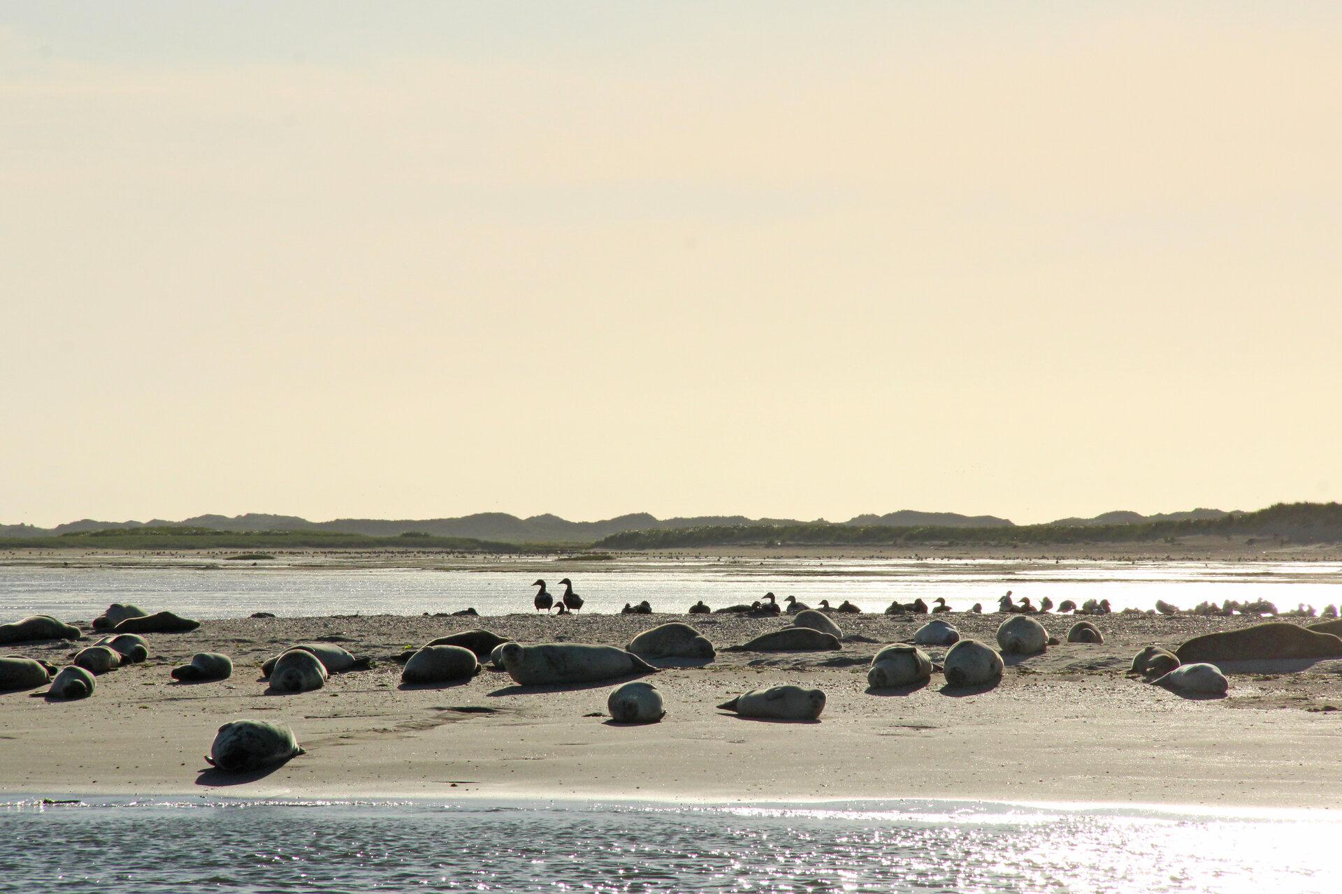 Seehunde auf einer Sandbank 